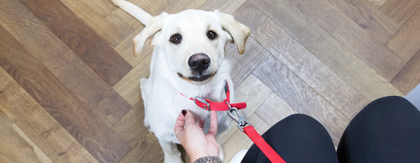 How long does it take for a dog to clearance get neutered